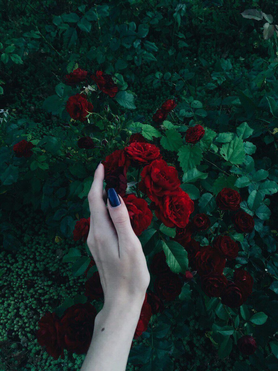 Роза в руке