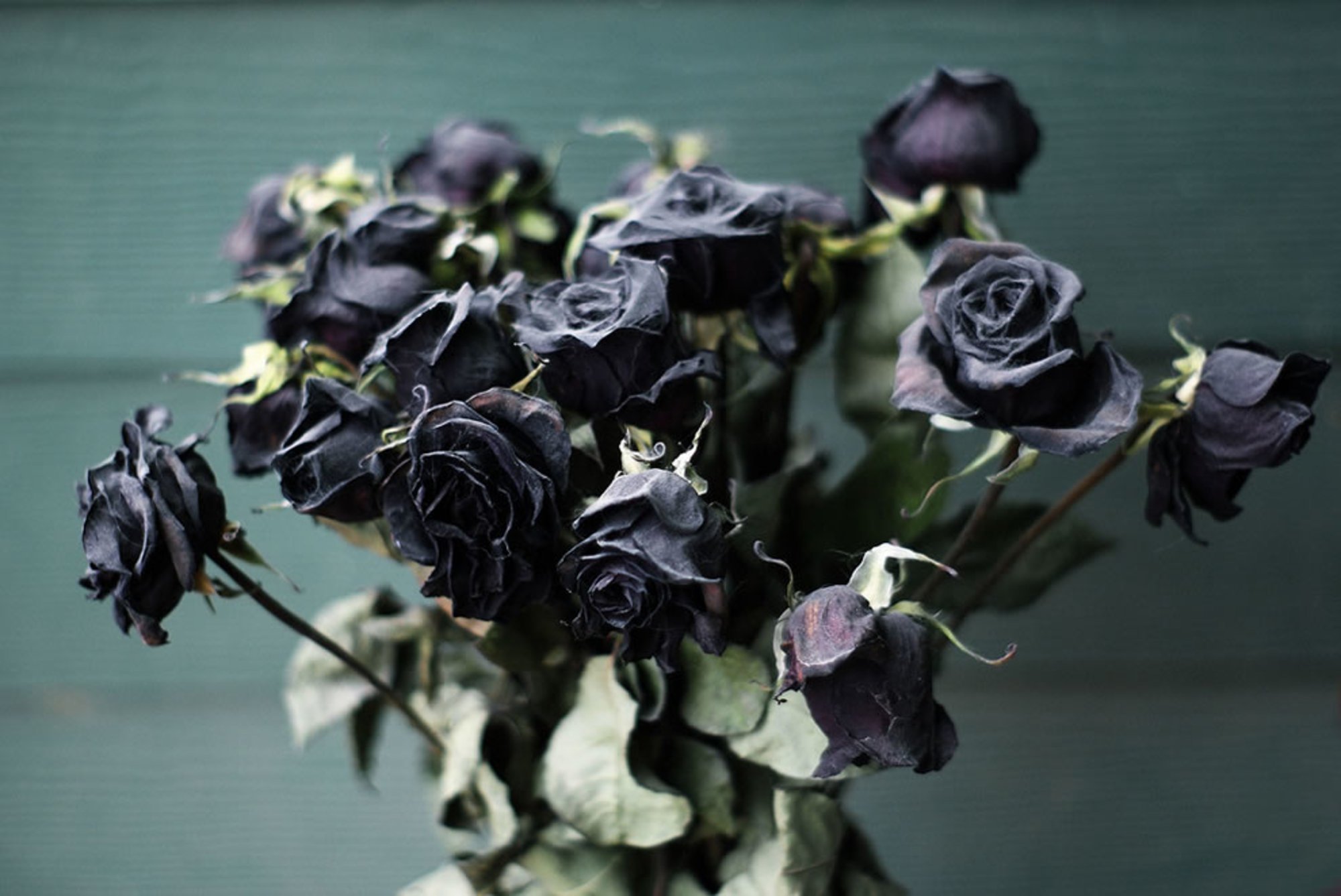 Что делать если тюльпаны завяли. Черные кустовые розы.
