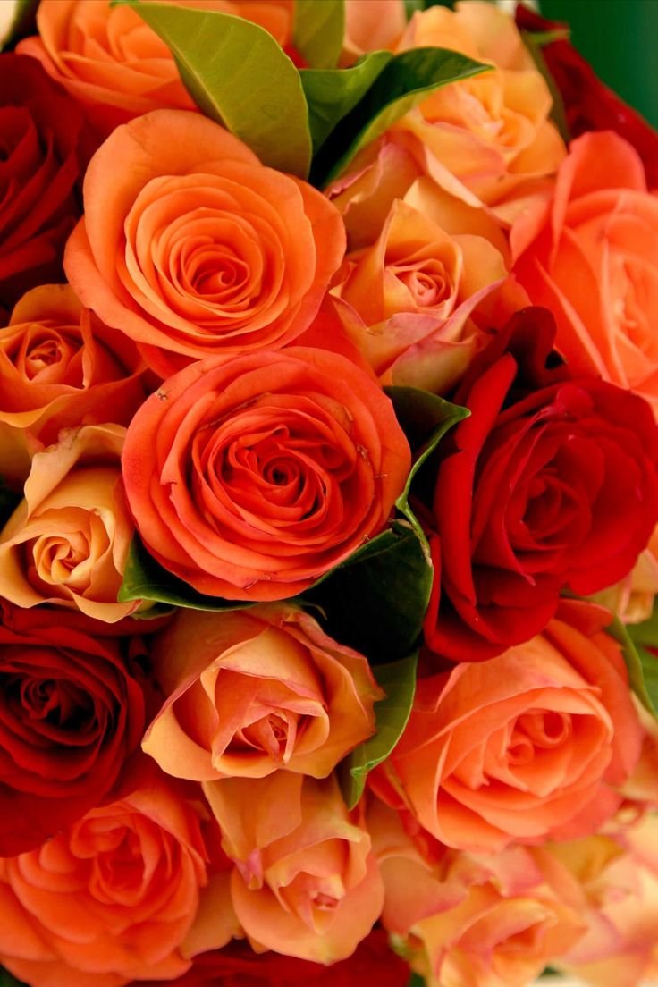 Моника желто оранжевые розы