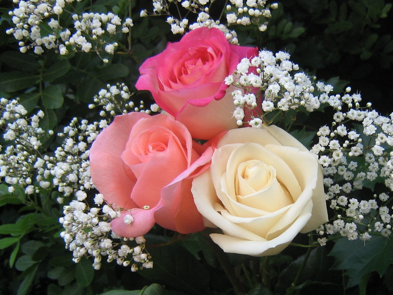 Розочки любимые. Шикарные цветы. Красивый букет цветов. Красивый букет роз.