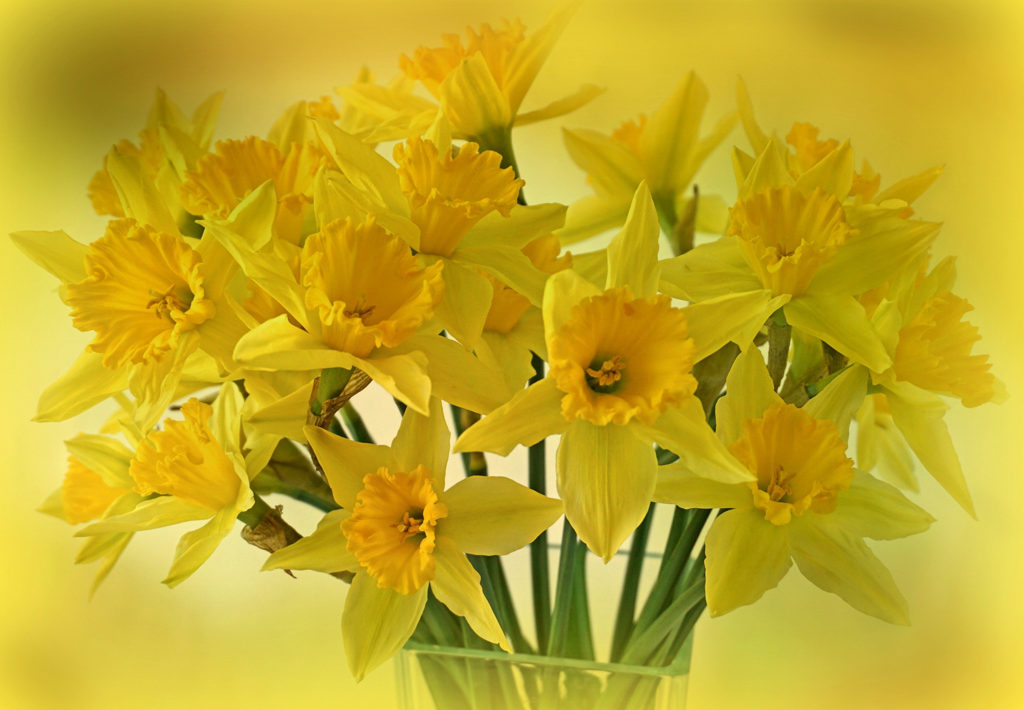 Желтые цветы которые дарят на 8. Нарциссы Монобукет. Цветущая Мимоза, нарциссы. Желтые нарциссы букет.