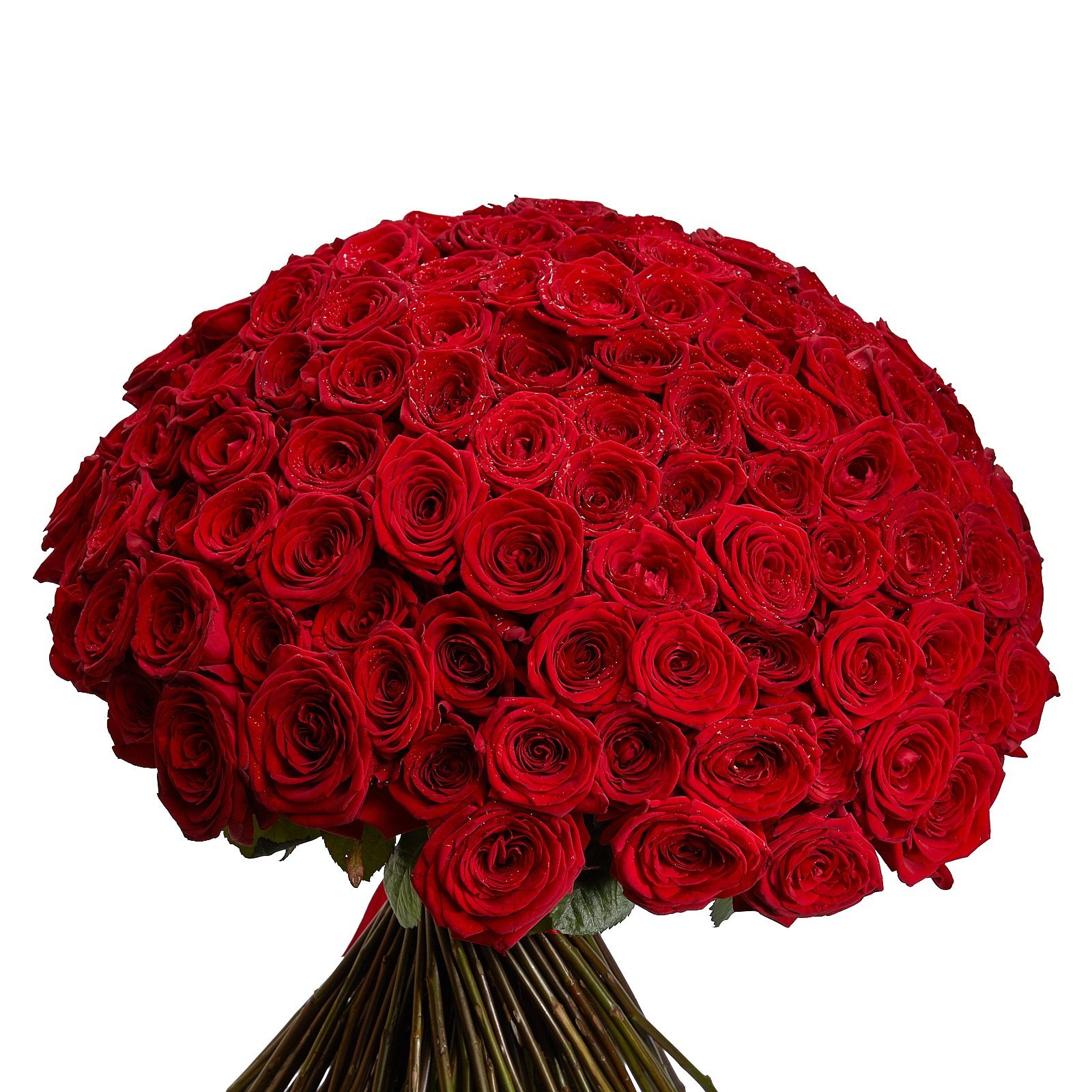 В букете было красных роз. Букет красных роз. Шикарный букет красных роз. Букет роз огромный. Огромный букет красных роз.