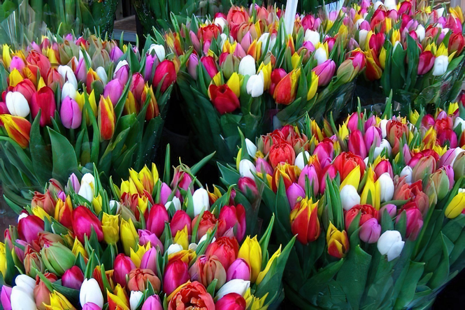 Цветочный магазин тюльпаны цена
