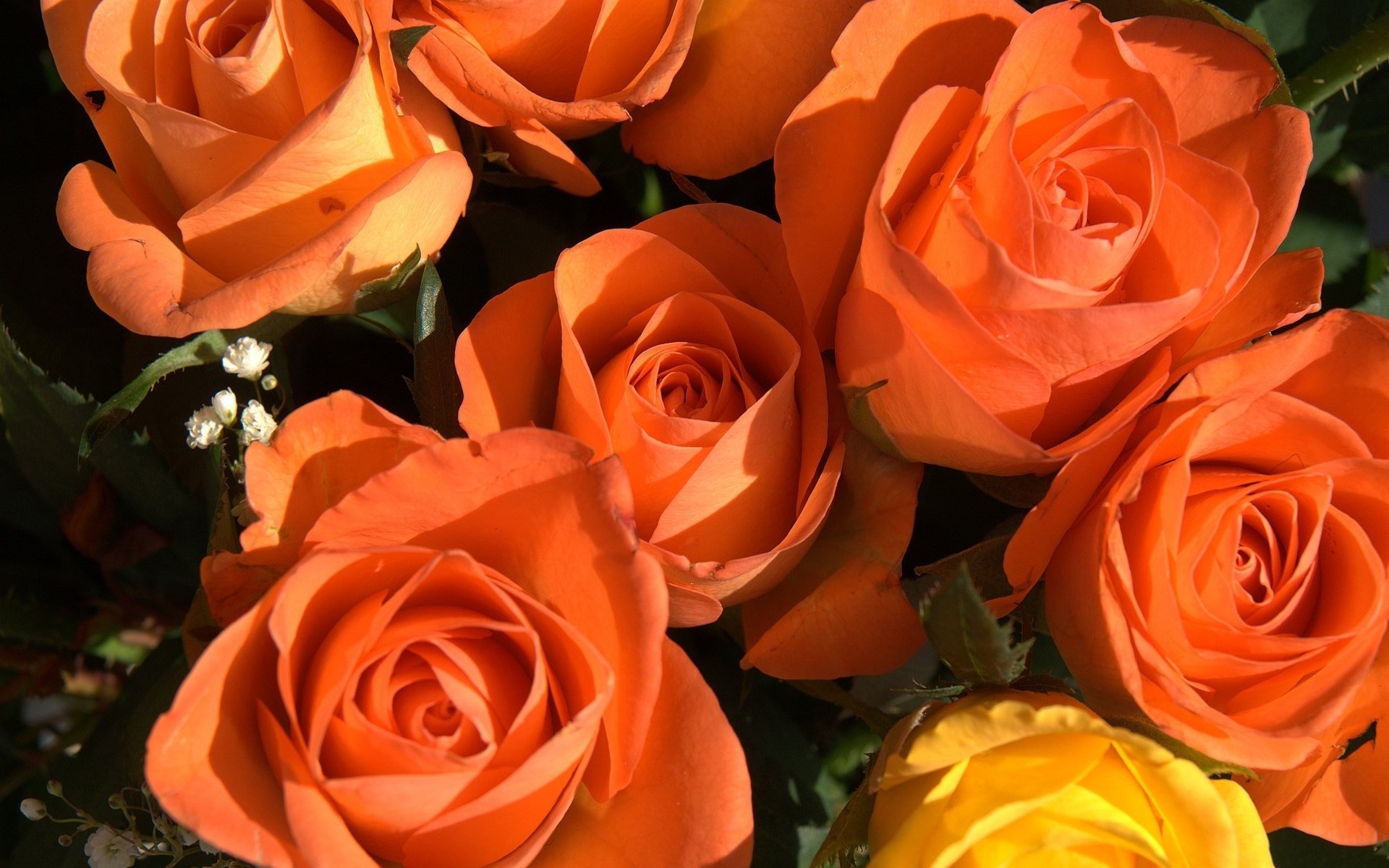 Оранжевые розы к чему