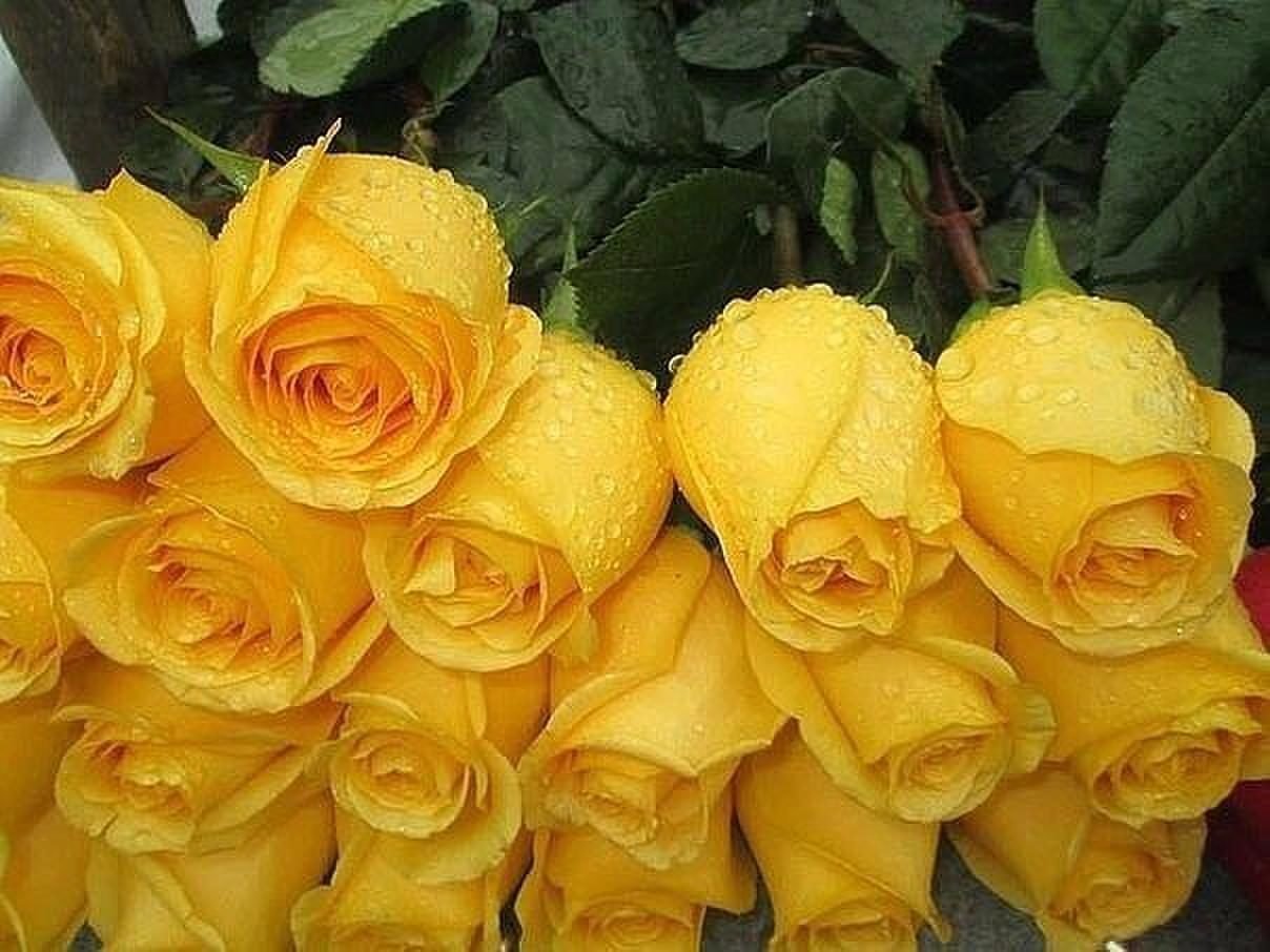 Желтые розочки. Желтые розы. Букет желтых роз. Красивый букет желтых роз. Красивые желтые розы.