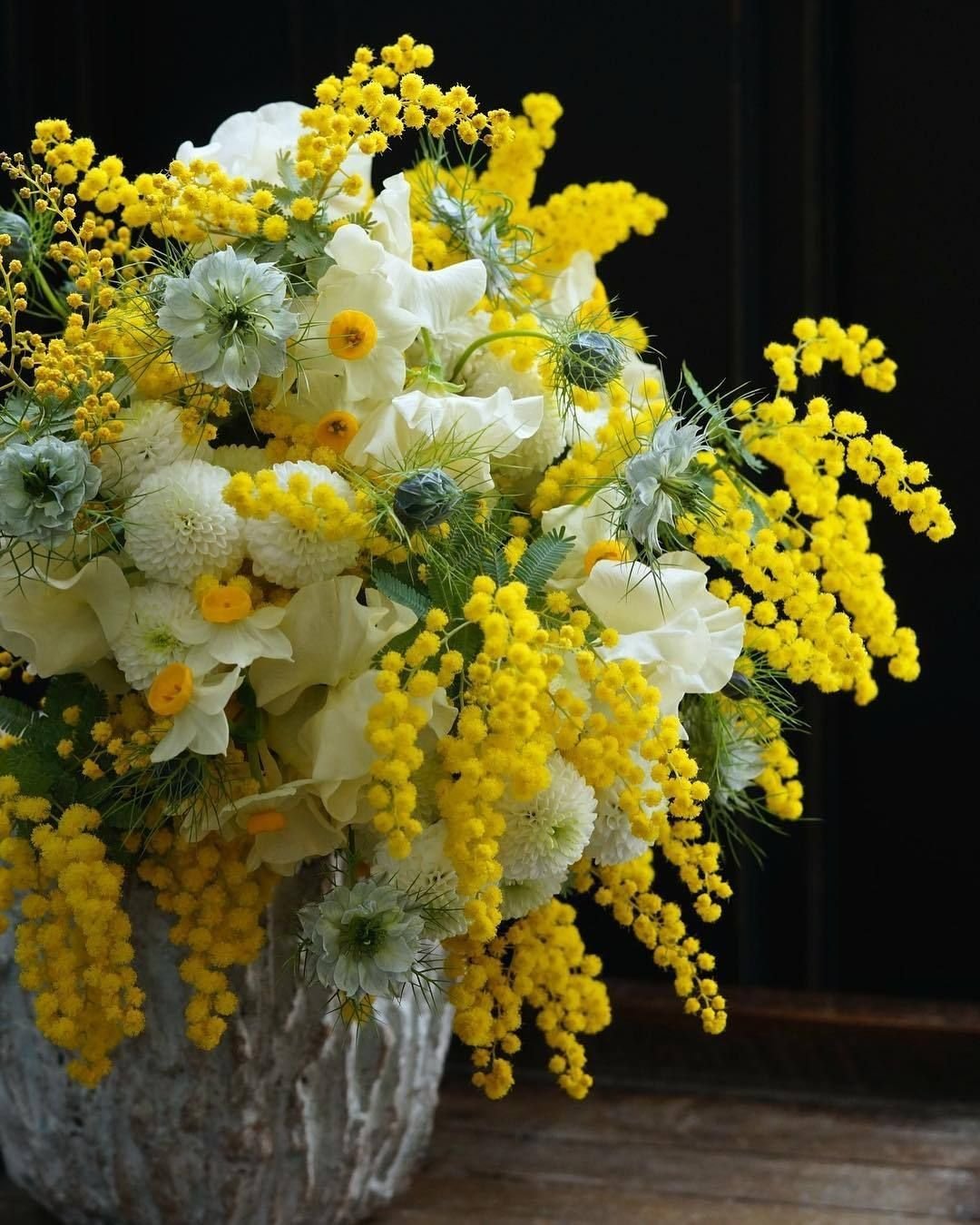 Мимоза фото цветов букеты. Букет мимозы. Мимоза желтая цветок. Хризантемы с мимозой.