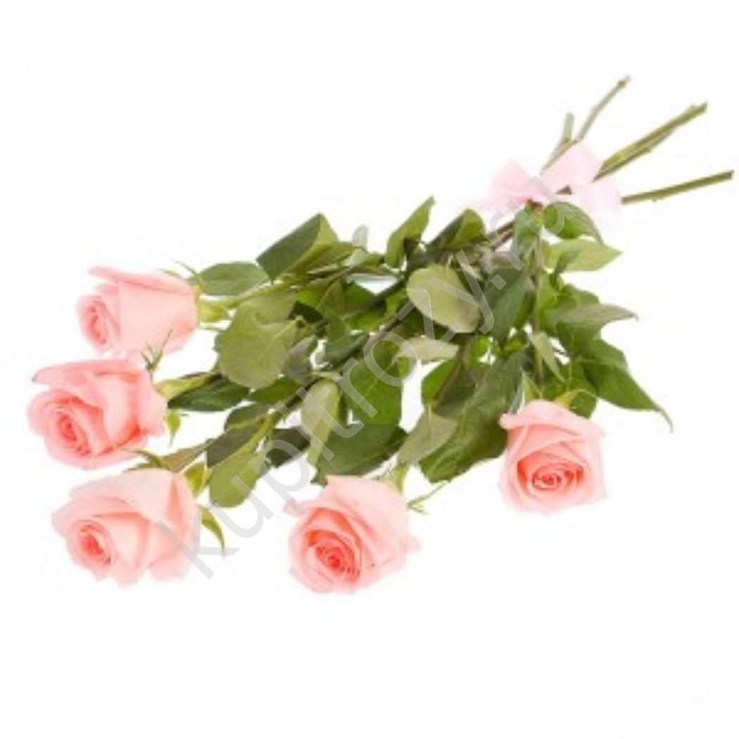 Розы пять штук. Букет розовых роз на прозрачном фоне. 5 Роз букет. Букет роз 5 шт. Букетик из розочек.