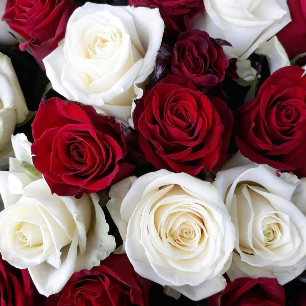 101 Белая и красная роза 60 см
