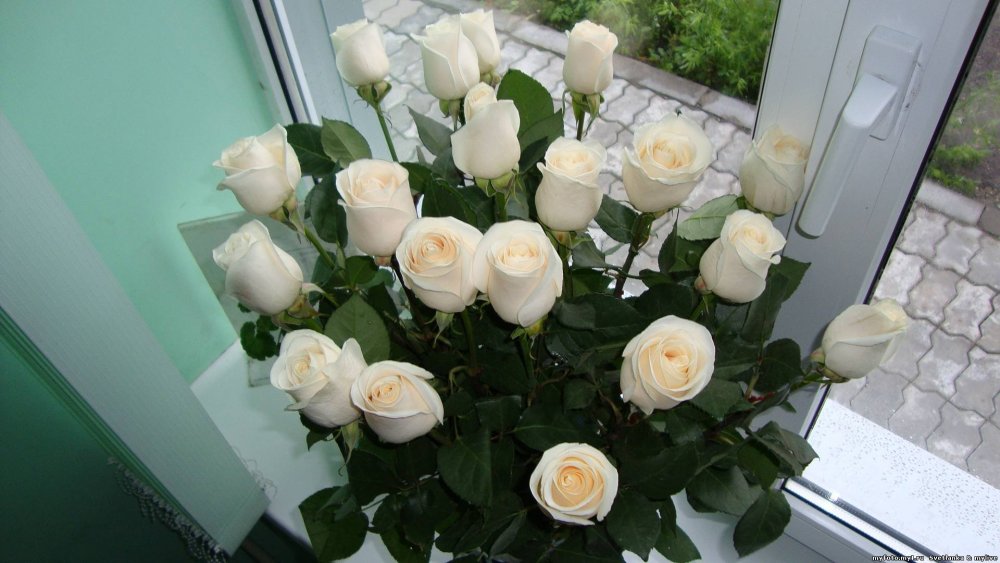 Белые розы на подоконнике