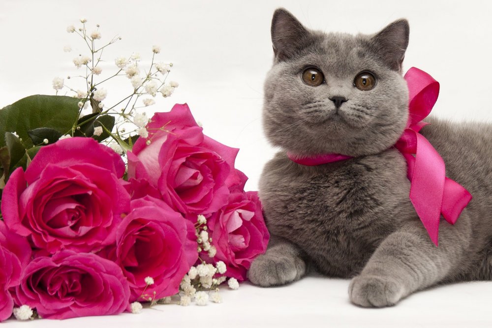 Британский кот с цветами