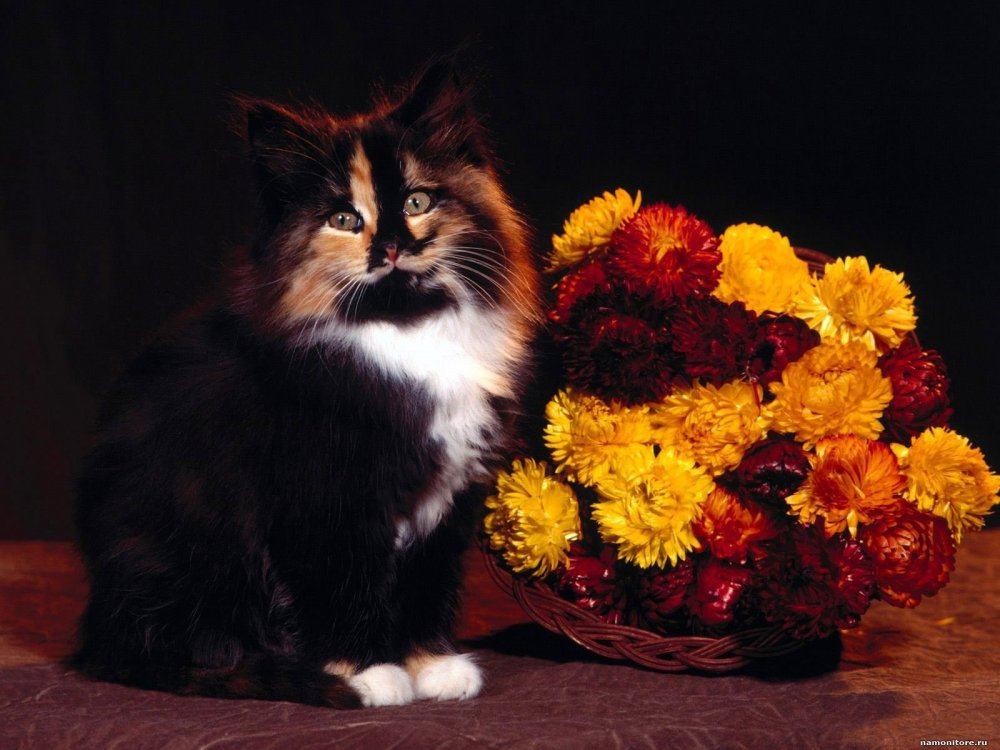 Кот с букетом цветов