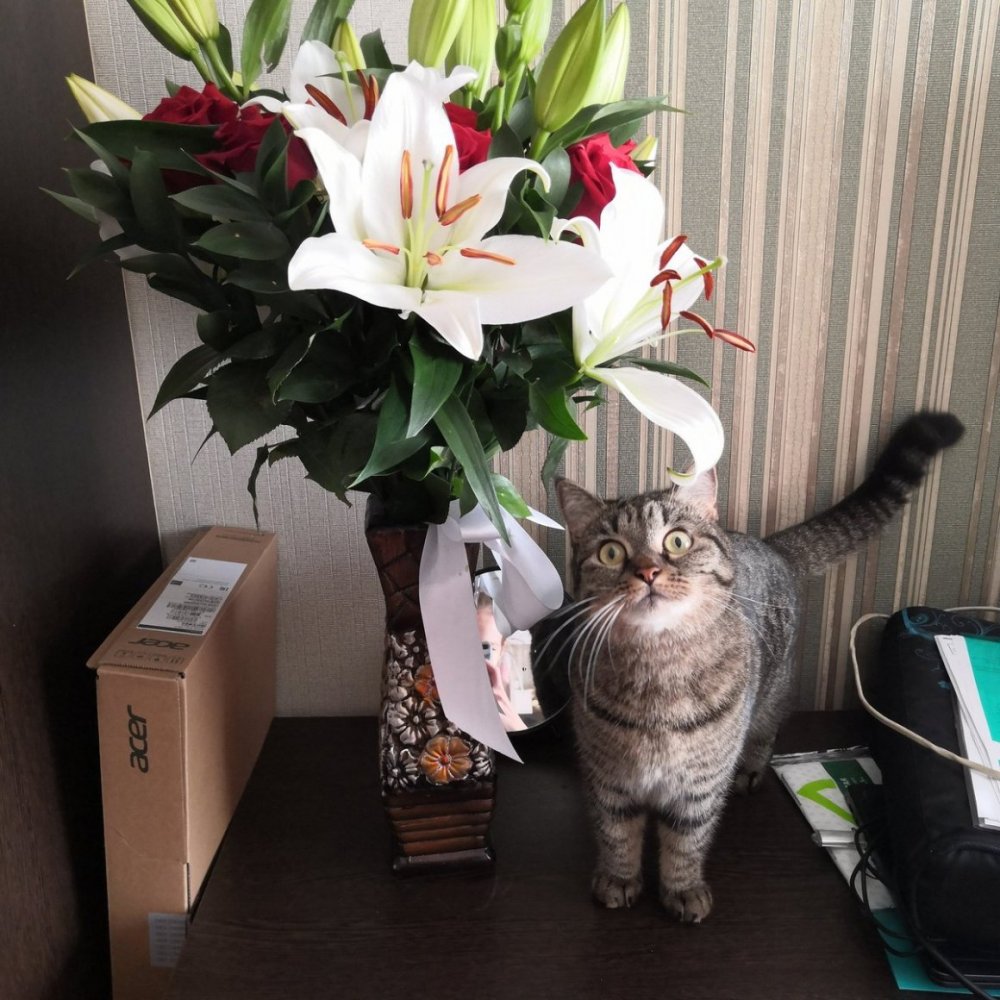 Котенок с букетом цветов