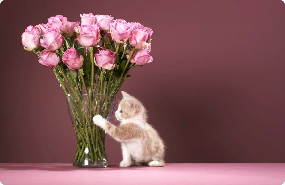 Кот дарит цветы