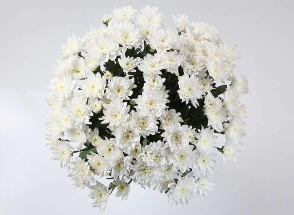 Хризантема Ромашковая белая