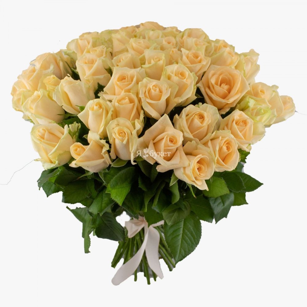 25 Кремовых роз Талея 50 см