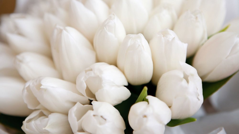 Нежный букет белых тюльпанов крупных