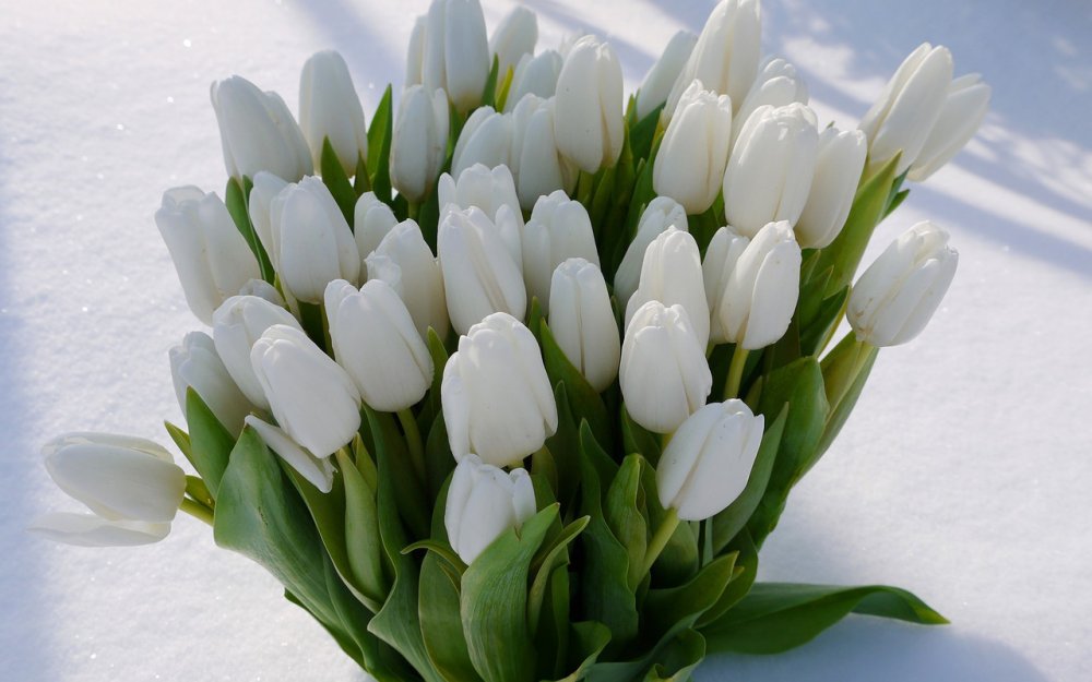 С 8 марта букет белых тюльпанов