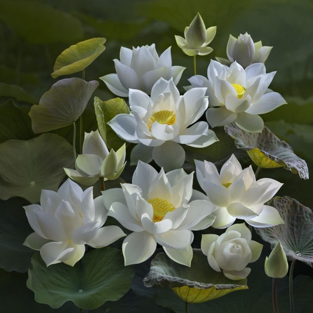 Белый Лотос Nymphaea Lotus