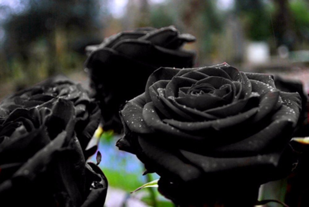 Фиалка черная роза