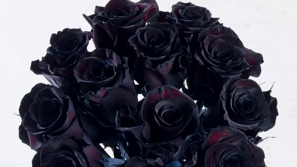 Комнатная роза черная