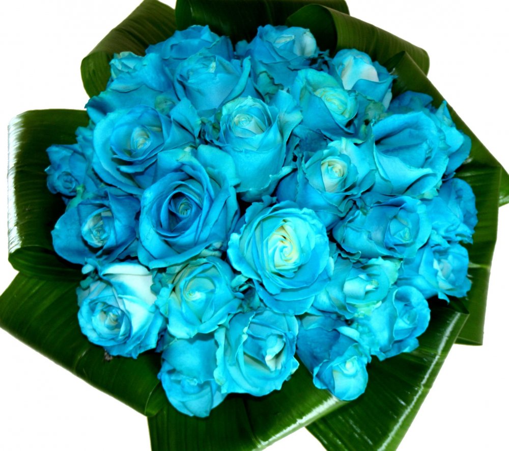 Pacific Blue роза