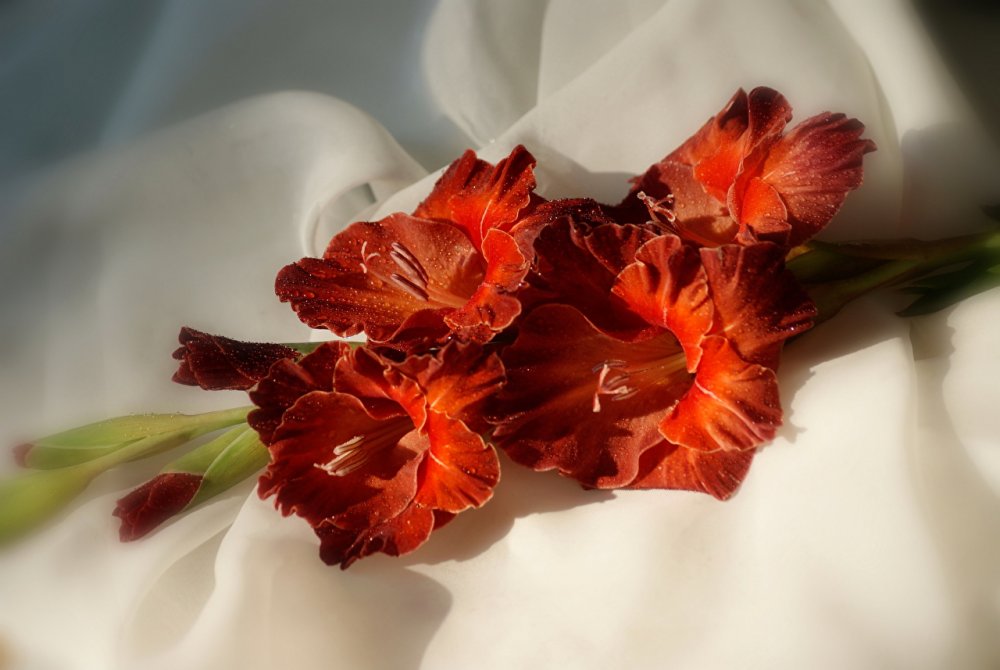 Гладиолус цветок Жанна