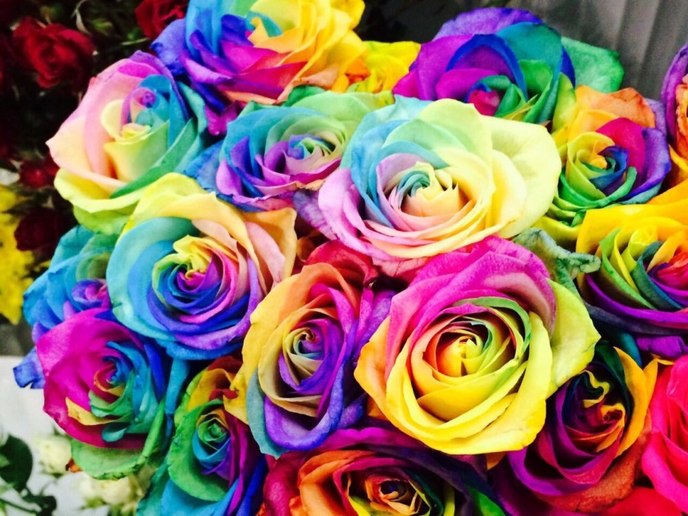 Огромный букет разноцветных роз