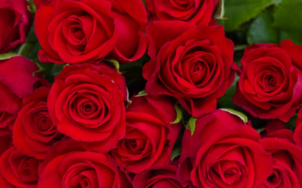 Красные розы на рабочий стол