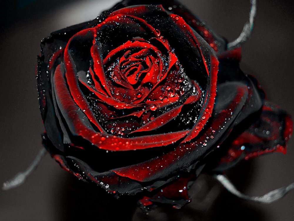 Черно красные розы
