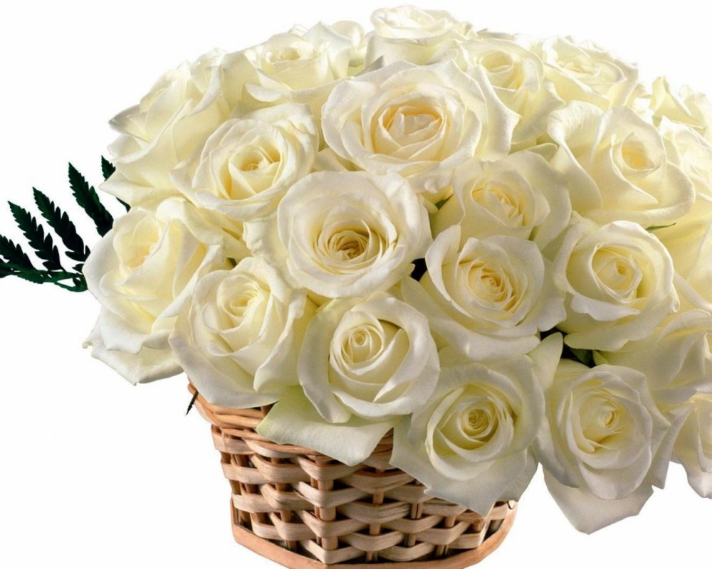 Красивый букет белых роз в корзинке