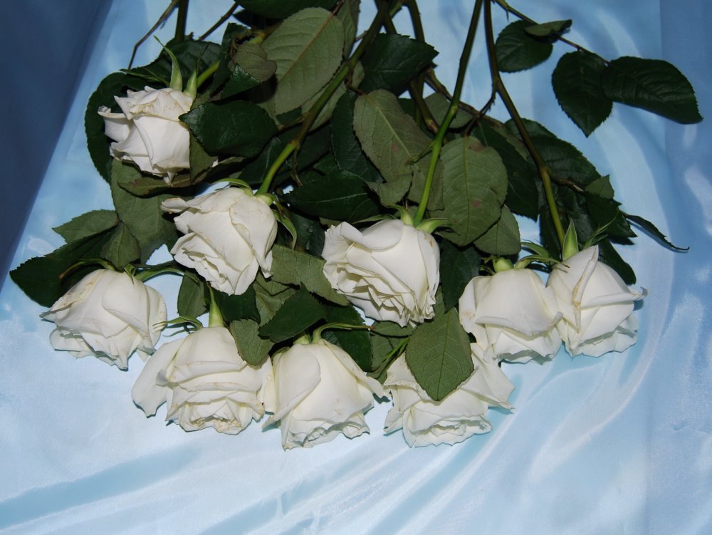 Белые розы на кровати