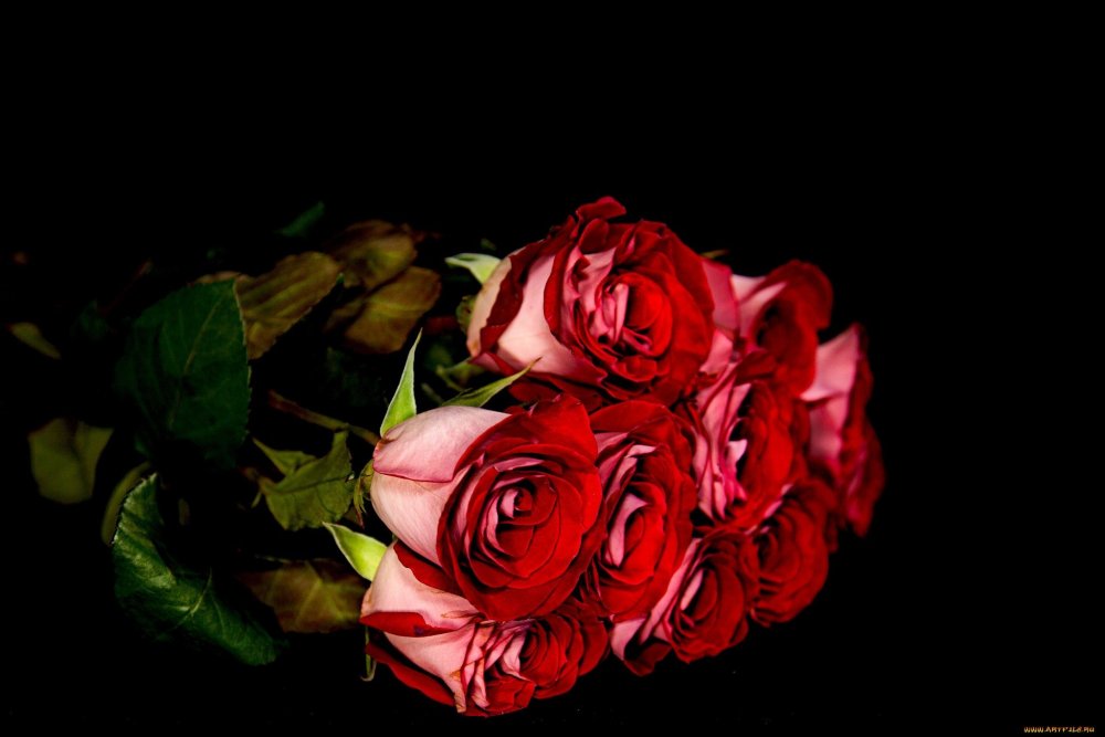 Красивый букет роз на чёрном фоне