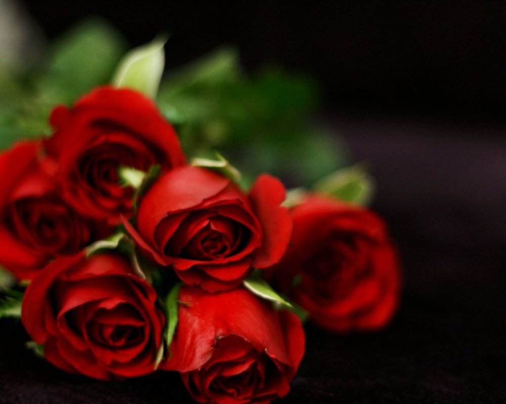 Букет красных роз на темном фоне лежит