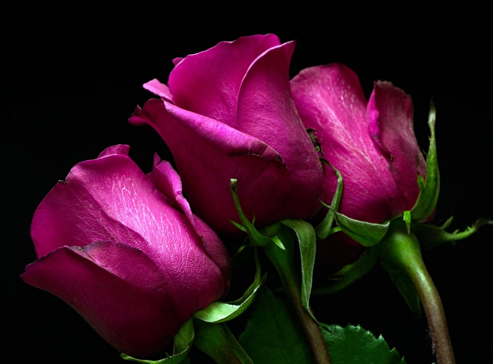 Темно розовые розы