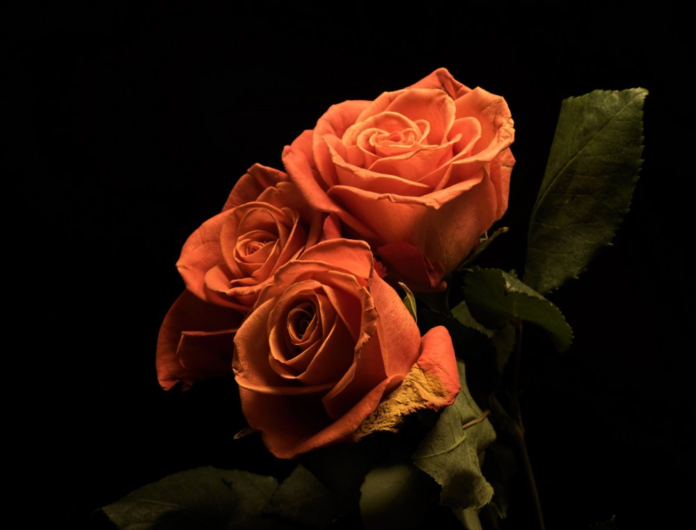 Красивые розы на темном фоне