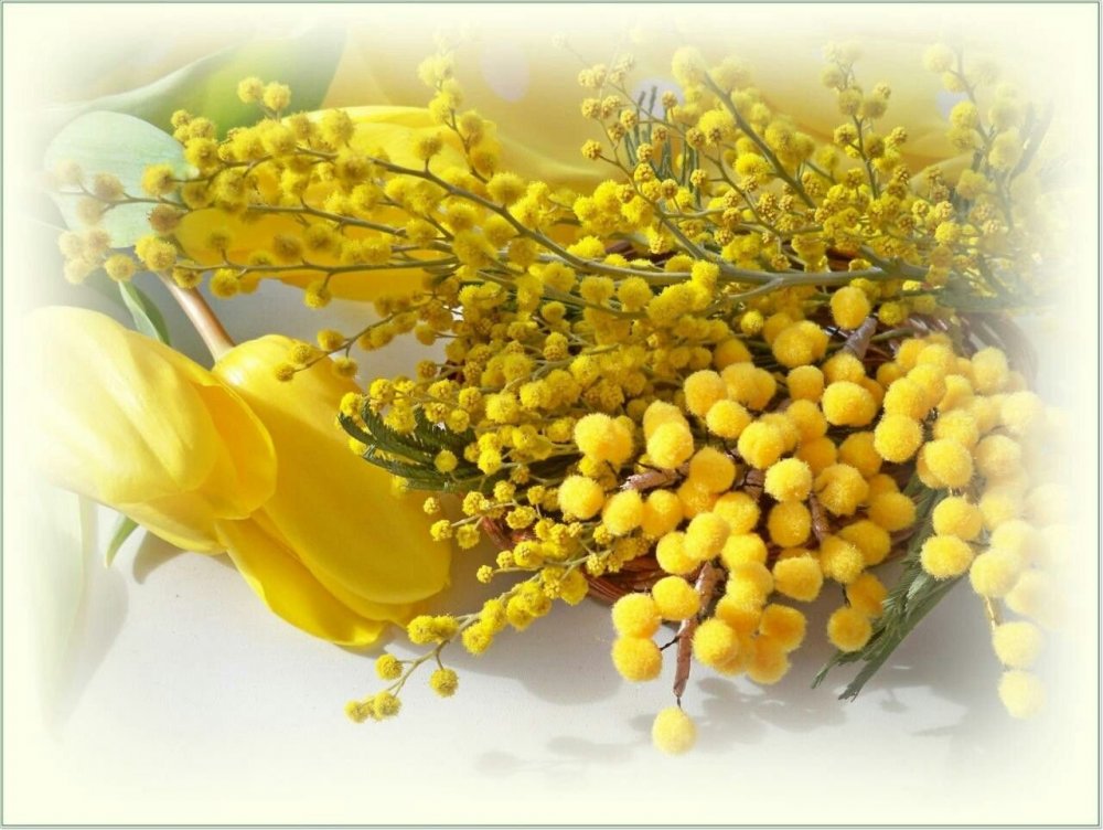 Цветы тюльпаны нарциссы с мимозой