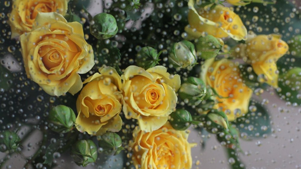 Желтые розы с капельками росы