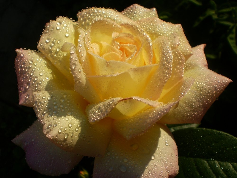 Желтые розы в росе