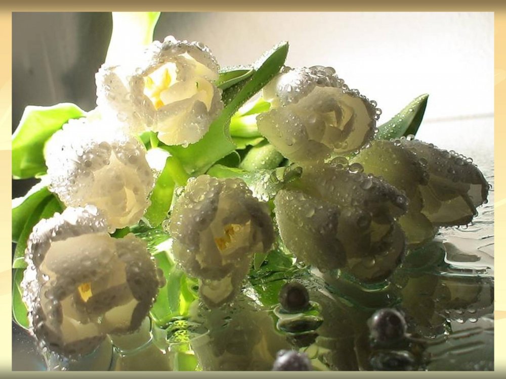Букет белых роз в росе