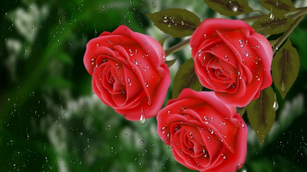 Красивые розы с капельками росы