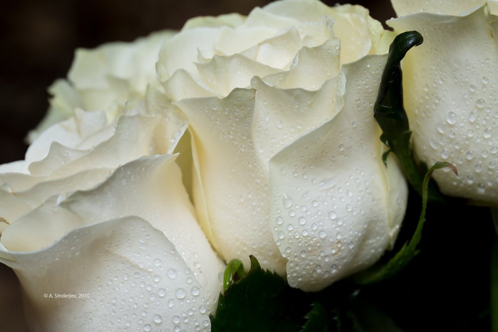 Красивая белая роза бутон