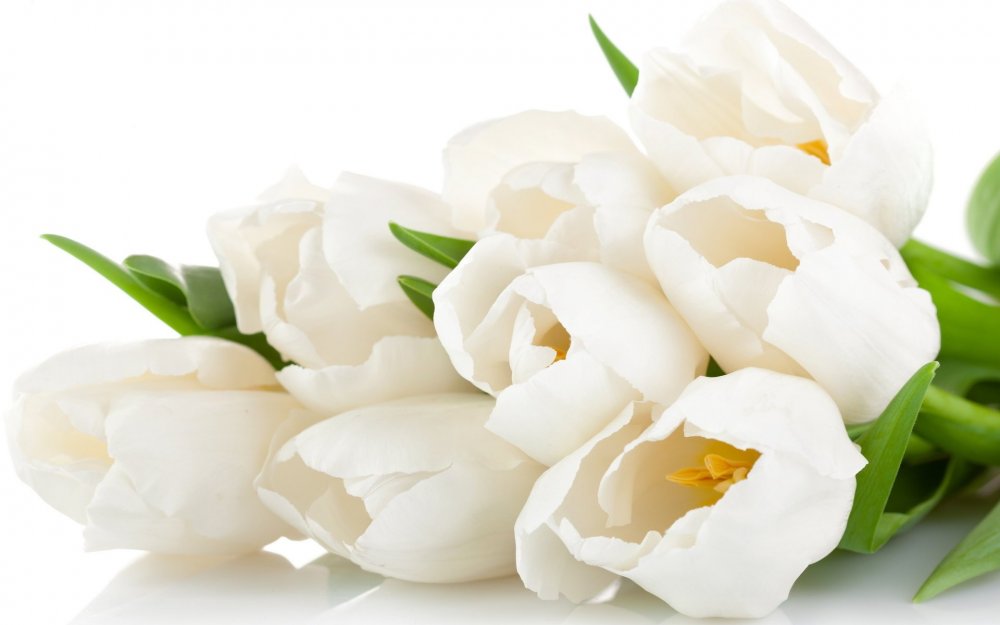 Тюльпаны на белом фоне