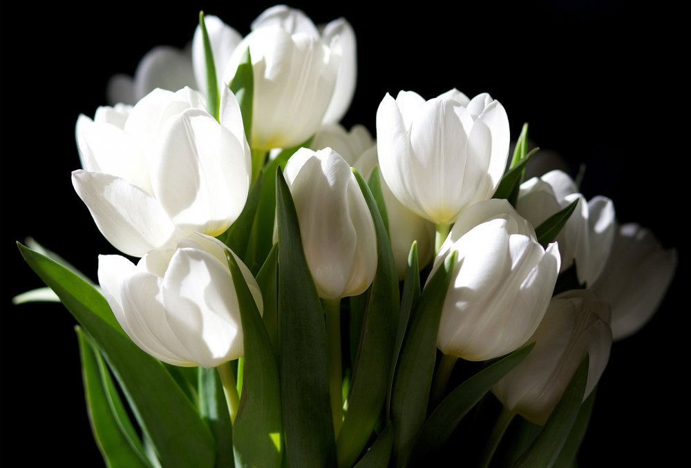 Tulip 401 белый