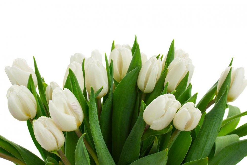 Головка тюльпана белый на белом фоне