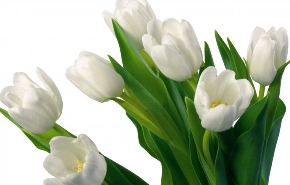 Белый тюльпан стоковое фото