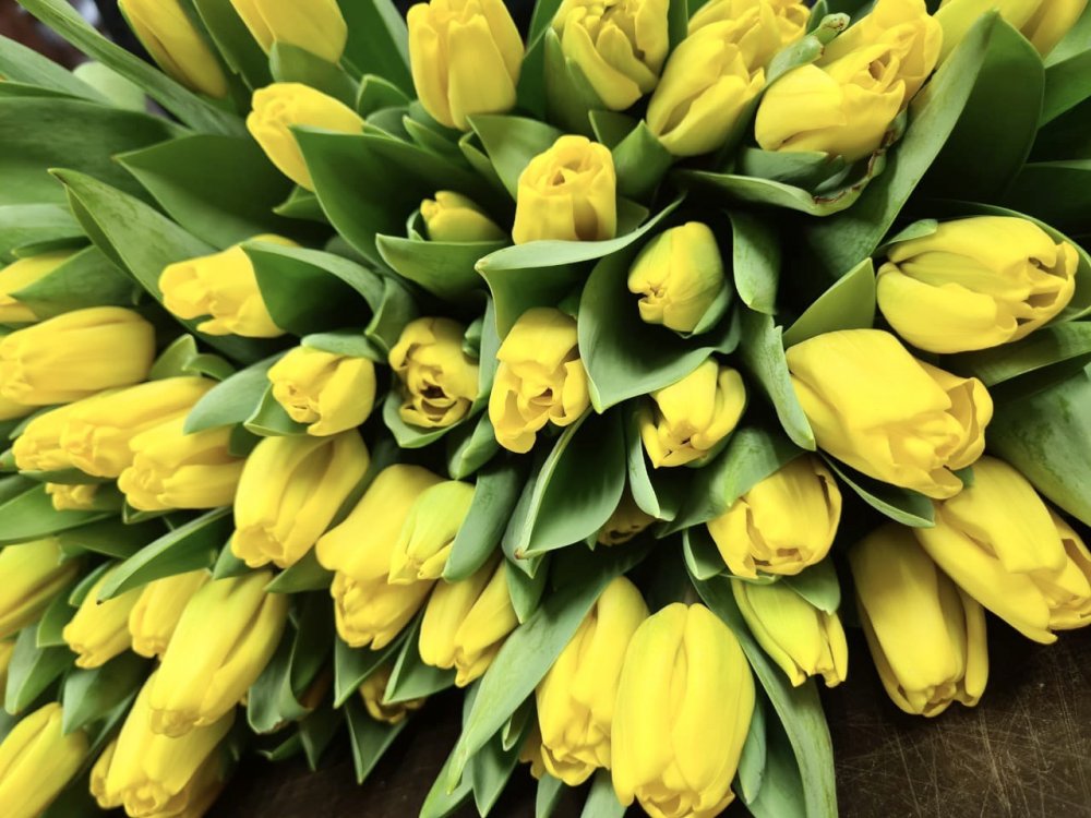 50 Желтых тюльпанов