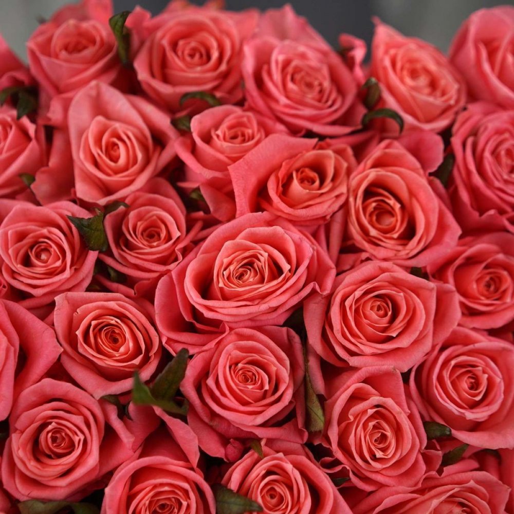 Эквадор роза Карина