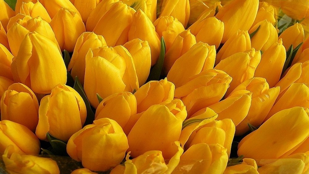 Желтые тюльпаны огромный букет