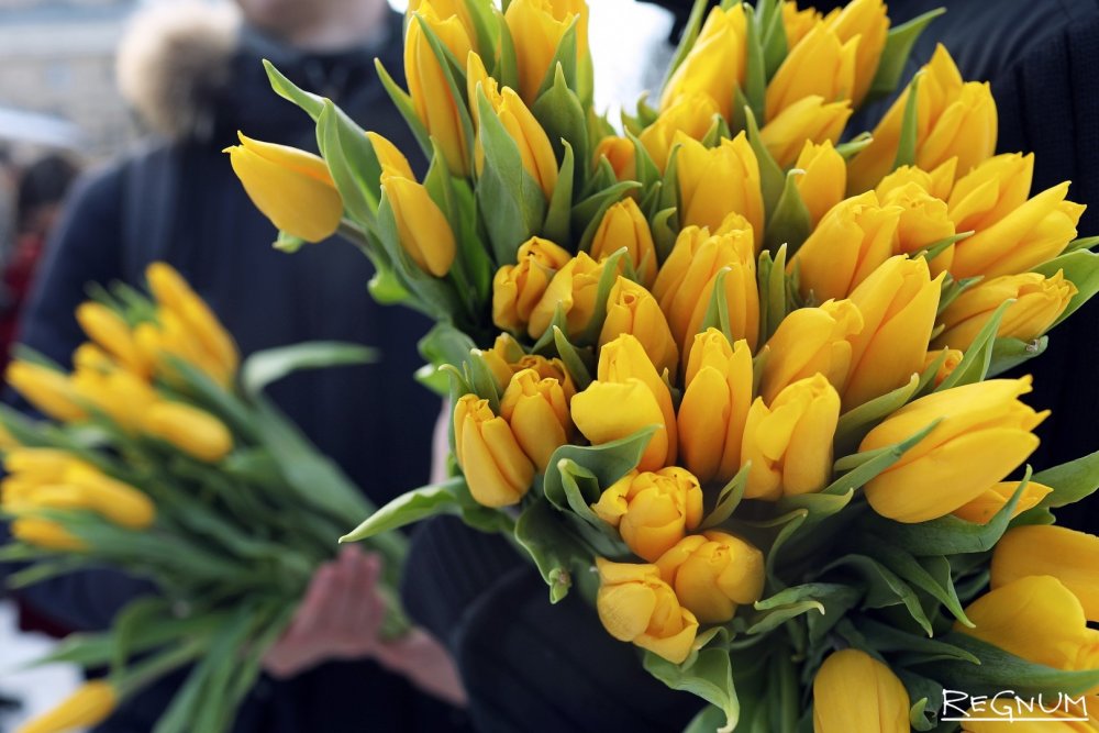 Сорта бледно желтых тюльпанов