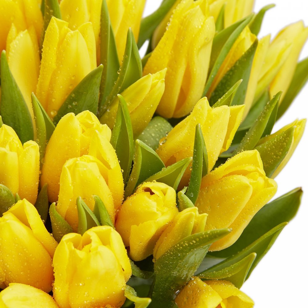 Букет тюльпанов 51шт жёлтые